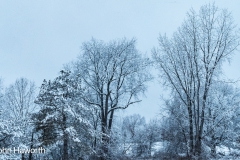 Back Yard in Winter