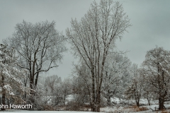 Back Yard in Winter