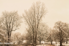 Back Yard in Winter