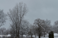 Back Yard in Winter