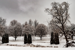 Back Yard in Winter