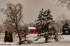 Back Yard in Winter